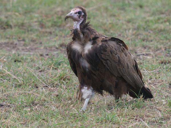<h3><a href="/trips/tanzania/biota/animalia/chordata/aves/017 accipitriformes/004 accipitridae/necrosyrtes monachus/necrosyrtes monachus-nl.html">Necrosyrtes&nbsp;monachus</a> / Hooded&nbsp;vulture / Kapgier</h3>OM-1 Mark II met OLYMPUS M.150-400mm F4.5 TC, 1/2000 sec  bij F5.6, ISO 2500, afstand 20.7&nbsp;m